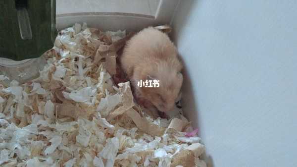 吃动物胎儿(金丝熊在什么情况下回吃掉自己的宝宝) 第1张 吃动物胎儿(金丝熊在什么情况下回吃掉自己的宝宝) 第1张