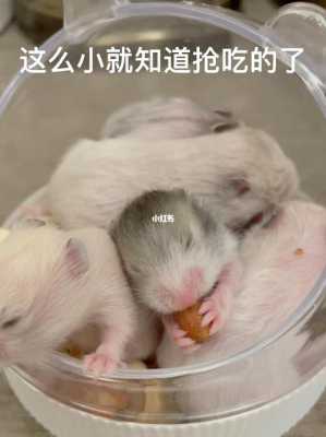 吃动物胎儿(金丝熊在什么情况下回吃掉自己的宝宝) 第2张 吃动物胎儿(金丝熊在什么情况下回吃掉自己的宝宝) 第2张