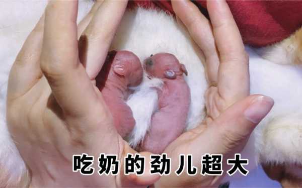 胎儿和婴儿(刚出生的小兔子,兔妈妈生下它们就死了。如何喂养小兔子) 第3张 胎儿和婴儿(刚出生的小兔子,兔妈妈生下它们就死了。如何喂养小兔子) 第3张