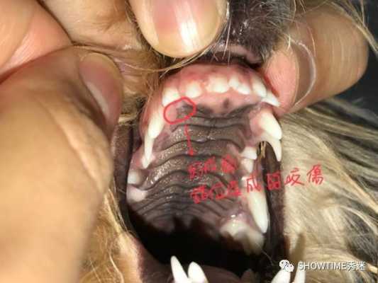 求助,狗狗下颚比上颚短了一点,是畸形还是别的什么,胎儿下颌短小是什么原因 第2张 求助,狗狗下颚比上颚短了一点,是畸形还是别的什么,胎儿下颌短小是什么原因 第2张