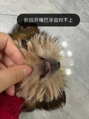 求助,狗狗下颚比上颚短了一点,是畸形还是别的什么,胎儿下颌短小是什么原因 第1张 求助,狗狗下颚比上颚短了一点,是畸形还是别的什么,胎儿下颌短小是什么原因 第1张
