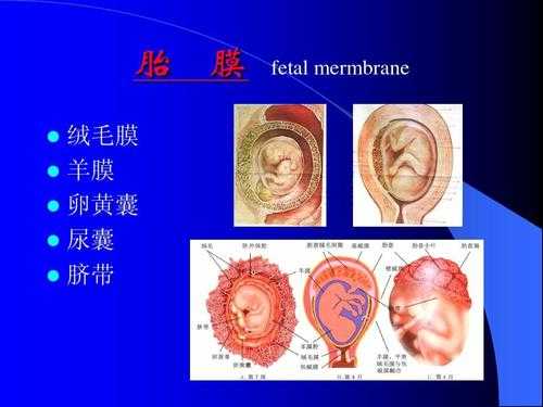 胎儿绒毛组织（胎儿绒毛组织是什么）  第2张