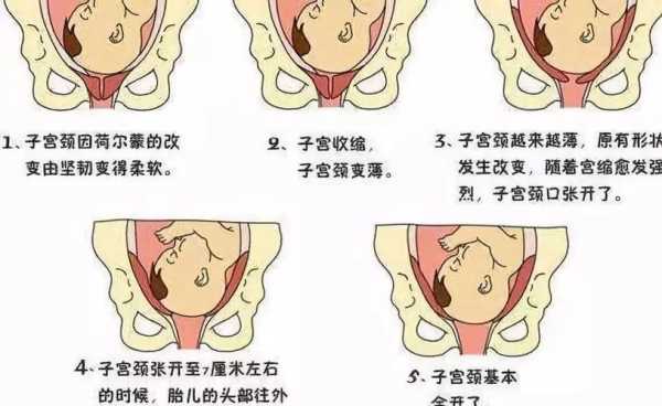 胎儿是怎样通过产道出生的,胎儿出产道的过程 第1张 胎儿是怎样通过产道出生的,胎儿出产道的过程 第1张
