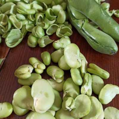 孕期梦到蚕(蚕豆代表什么寓意) 第3张 孕期梦到蚕(蚕豆代表什么寓意) 第3张
