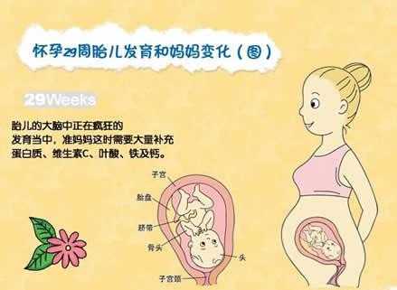 29周宝宝在肚子里的姿势,29周胎儿位置示意图 第2张 29周宝宝在肚子里的姿势,29周胎儿位置示意图 第2张