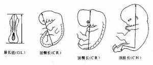 胎儿顶臀经(臀顶长是指什么) 第1张 胎儿顶臀经(臀顶长是指什么) 第1张