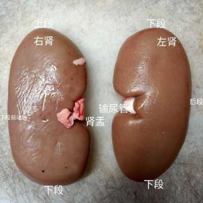猪肾的结构名称,胎儿肾椎体肿胀怎么办 第3张 猪肾的结构名称,胎儿肾椎体肿胀怎么办 第3张