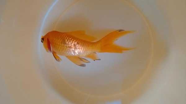 孕期嘴唇发黑(家养金鱼嘴发黑是什么病) 第2张 孕期嘴唇发黑(家养金鱼嘴发黑是什么病) 第2张
