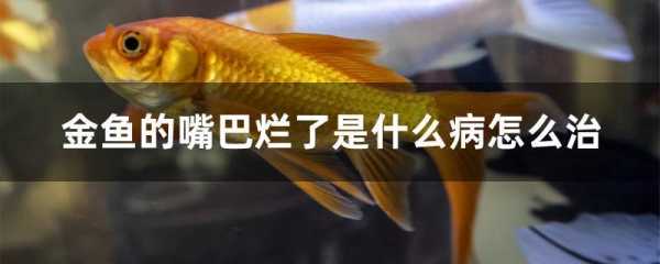 孕期嘴唇发黑(家养金鱼嘴发黑是什么病) 第3张 孕期嘴唇发黑(家养金鱼嘴发黑是什么病) 第3张