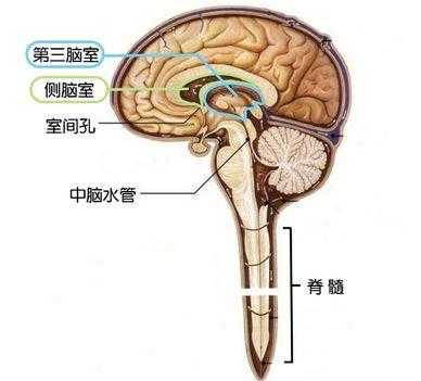 导液管是什么东西,胎儿脑导水管形成时间 第2张 导液管是什么东西,胎儿脑导水管形成时间 第2张