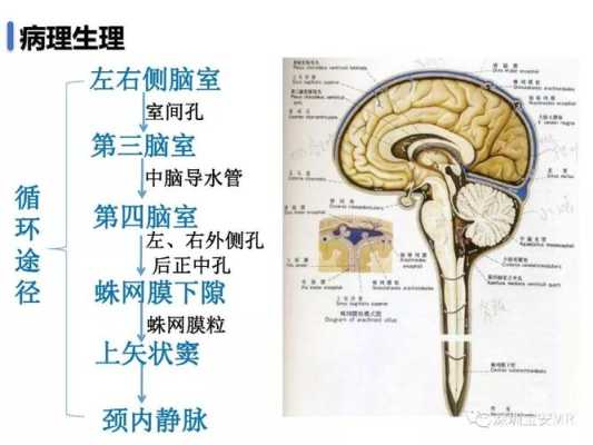 导液管是什么东西,胎儿脑导水管形成时间 第1张 导液管是什么东西,胎儿脑导水管形成时间 第1张