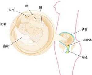 怀孕十九周胎儿图（19周宝宝在肚子哪个位置）  第2张