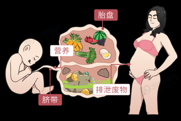 胎儿吸收母体的什么（胎儿吸收母体的什么营养）  第2张