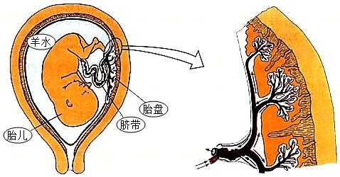 胎儿吸收母体的什么（胎儿吸收母体的什么营养）  第3张