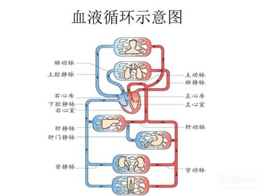 保护婴儿的动画电影叫什么,胎儿血液循环动画解说 第1张 保护婴儿的动画电影叫什么,胎儿血液循环动画解说 第1张