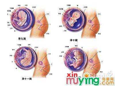 胎儿不发育的症状(胎儿不发育的症状有哪些) 第1张 胎儿不发育的症状(胎儿不发育的症状有哪些) 第1张