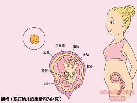 11周胎儿在什么位置(11周胎儿在什么位置) 第1张 11周胎儿在什么位置(11周胎儿在什么位置) 第1张