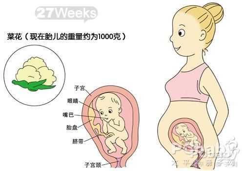 27周胎儿有多大,孕27周胎儿头在哪里图片 第3张 27周胎儿有多大,孕27周胎儿头在哪里图片 第3张