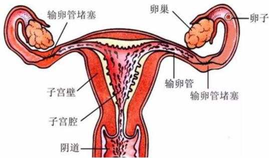 盆腔炎会影响胎儿吗(盆腔炎会影响胎儿吗) 第2张 盆腔炎会影响胎儿吗(盆腔炎会影响胎儿吗) 第2张