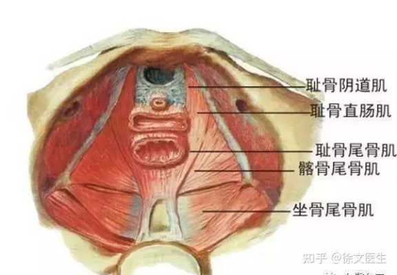 孕期阴道发紧(孕期阴道发紧) 第1张 孕期阴道发紧(孕期阴道发紧) 第1张