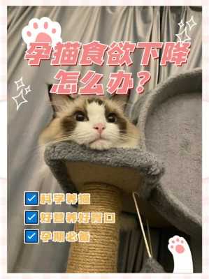 猫孕期饮食(孕猫需要额外补充什么营养) 第1张 猫孕期饮食(孕猫需要额外补充什么营养) 第1张