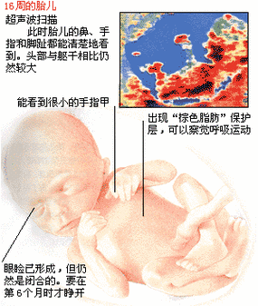 怀孕6个月胎儿多重(6周的胎儿有多大?怀孕六周有胎芽了吗) 第2张 怀孕6个月胎儿多重(6周的胎儿有多大?怀孕六周有胎芽了吗) 第2张