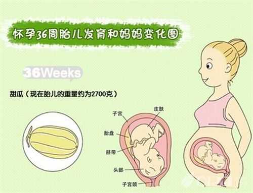 胎儿36周以后还长吗,孕三十六周胎儿发育情况如何 第1张 胎儿36周以后还长吗,孕三十六周胎儿发育情况如何 第1张