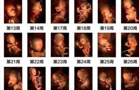 婴儿几个月的时候长得最快,胎儿在什么时候长得最快  第2张