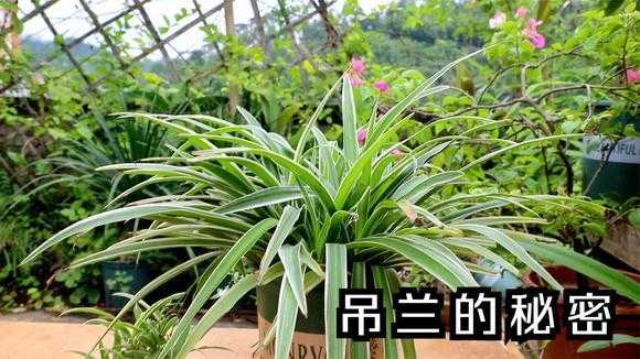 孕期风水禁忌(孕妇怀孕6个月家中摆放吊兰花对宝宝好吗) 第1张 孕期风水禁忌(孕妇怀孕6个月家中摆放吊兰花对宝宝好吗) 第1张