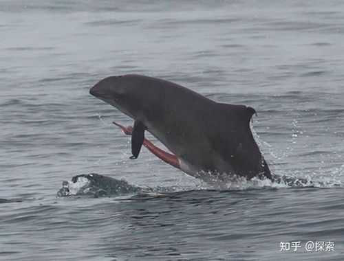 海豚的生殖发育的特点,海豚胎畸形儿 第1张 海豚的生殖发育的特点,海豚胎畸形儿 第1张