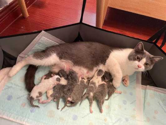 猫胎儿大小(猫胎儿过大怎么办) 第2张 猫胎儿大小(猫胎儿过大怎么办) 第2张