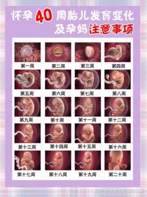 宝宝每个月发育特点,胎儿各期发育的特点 第2张 宝宝每个月发育特点,胎儿各期发育的特点 第2张