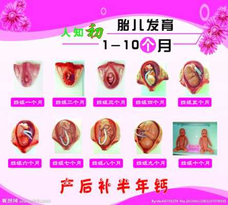 宝宝每个月发育特点,胎儿各期发育的特点 第1张 宝宝每个月发育特点,胎儿各期发育的特点 第1张
