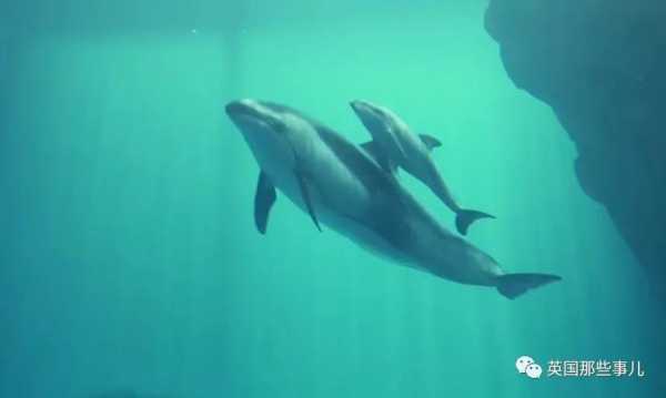 海豚胎儿症(海豚宝宝的故事) 第2张 海豚胎儿症(海豚宝宝的故事) 第2张