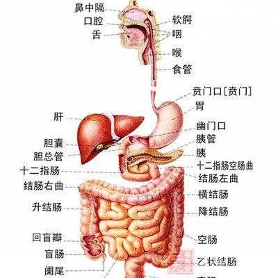 前腹壁下腹准确位置,胎儿前腹壁是什么意思 第1张 前腹壁下腹准确位置,胎儿前腹壁是什么意思 第1张