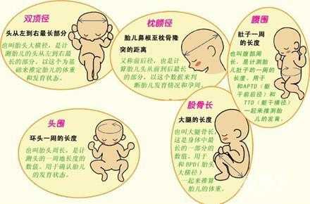胎儿头径图(胎儿头径图片) 第1张 胎儿头径图(胎儿头径图片) 第1张