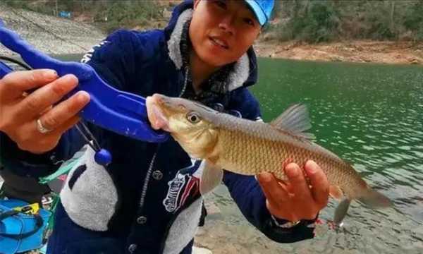 猪嘴鱼和重唇鱼区别,胎儿唇裂是什么意思 第2张 猪嘴鱼和重唇鱼区别,胎儿唇裂是什么意思 第2张