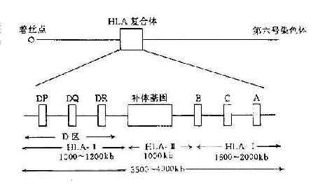 胎儿复合体(胎儿复合体是什么意思) 第3张 胎儿复合体(胎儿复合体是什么意思) 第3张
