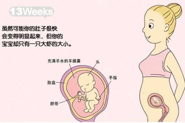 4个月胎儿的模样是什么样子的?都发育什么了,胎儿的成长表图片 第3张 4个月胎儿的模样是什么样子的?都发育什么了,胎儿的成长表图片 第3张
