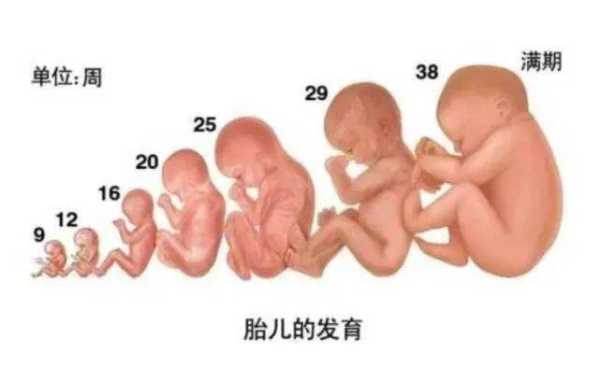 怀孕七周胎儿多大(怀孕七周十6胎儿长多少cm) 第1张 怀孕七周胎儿多大(怀孕七周十6胎儿长多少cm) 第1张