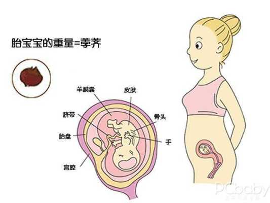 孕期肚子往前长(孕期肚子往前长是男孩女孩) 第2张 孕期肚子往前长(孕期肚子往前长是男孩女孩) 第2张