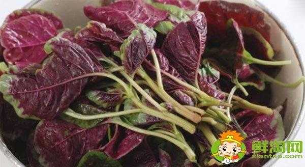 孕期脱肛怎么办(孕妇可以吃香菜吗?吃了对胎儿有什么影响吗?有坏处的吗) 第1张 孕期脱肛怎么办(孕妇可以吃香菜吗?吃了对胎儿有什么影响吗?有坏处的吗) 第1张