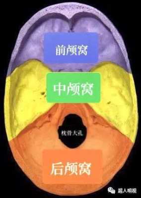 胎儿后颅窝是什么(后颅窝池吸收的高峰期是什么时候) 第2张 胎儿后颅窝是什么(后颅窝池吸收的高峰期是什么时候) 第2张