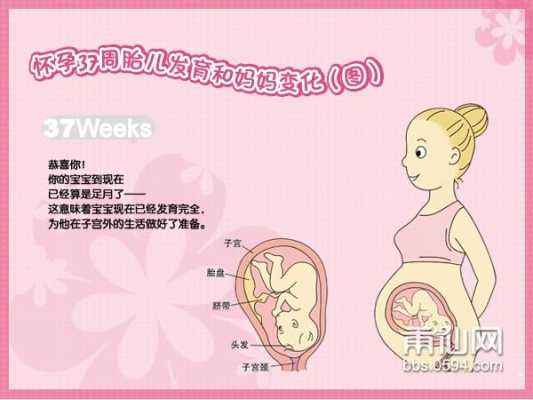 三十七周胎儿发育情况(孕37周头位是什么意思) 第2张 三十七周胎儿发育情况(孕37周头位是什么意思) 第2张