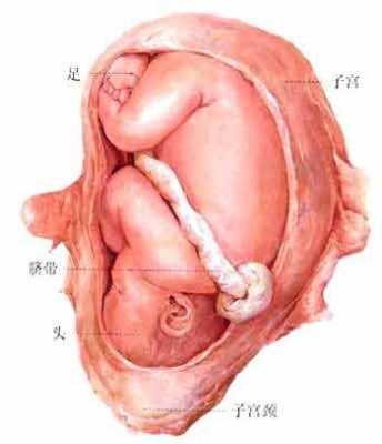 怀孕26周胎儿发育情况(怀孕26周胎儿发育情况如何) 第1张 怀孕26周胎儿发育情况(怀孕26周胎儿发育情况如何) 第1张