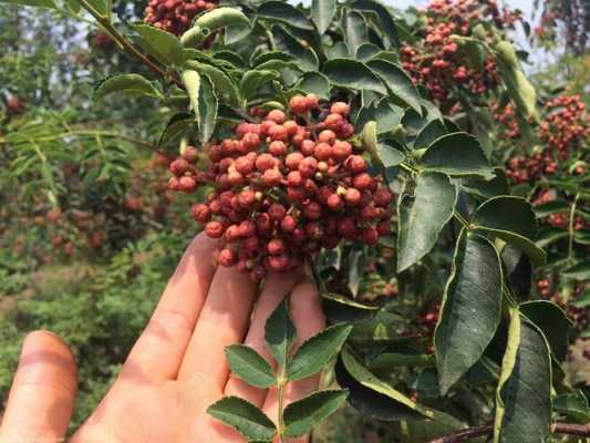 花椒对胎儿有什么影响(房子周围栽花椒好吗) 第3张 花椒对胎儿有什么影响(房子周围栽花椒好吗) 第3张