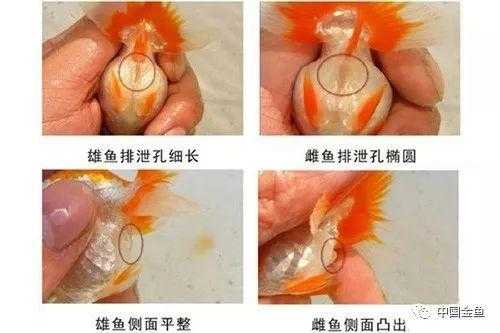 胎儿侧身能看出男女吗（大眼金鱼怎么分辨公母）  第1张