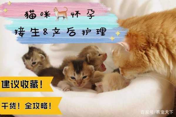 我家猫在生孩子怎么处理,猫咪孕期注意事项有哪些 第1张 我家猫在生孩子怎么处理,猫咪孕期注意事项有哪些 第1张