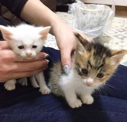 我家猫在生孩子怎么处理,猫咪孕期注意事项有哪些 第3张 我家猫在生孩子怎么处理,猫咪孕期注意事项有哪些 第3张