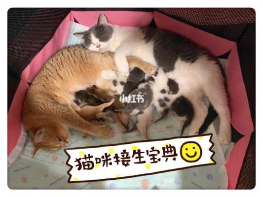我家猫在生孩子怎么处理,猫咪孕期注意事项有哪些 第2张 我家猫在生孩子怎么处理,猫咪孕期注意事项有哪些 第2张